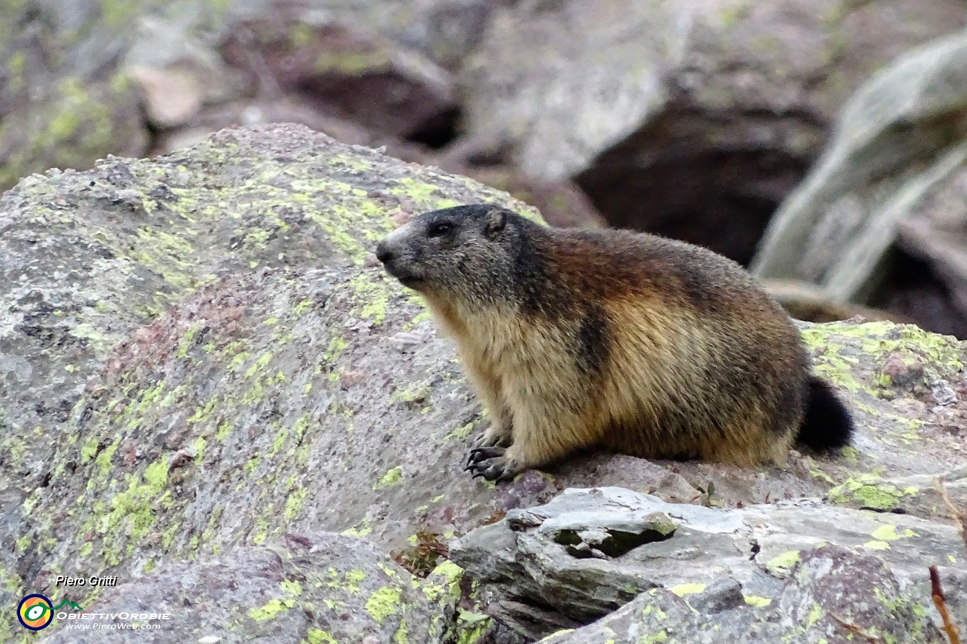 98 Bella marmotta in sentinella ben imbottita per il letargo invernale.JPG